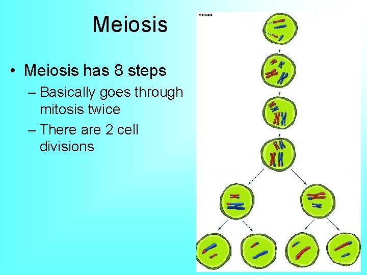 Meiosis • Meiosis has 8 steps – Basically goes through mitosis twice – There