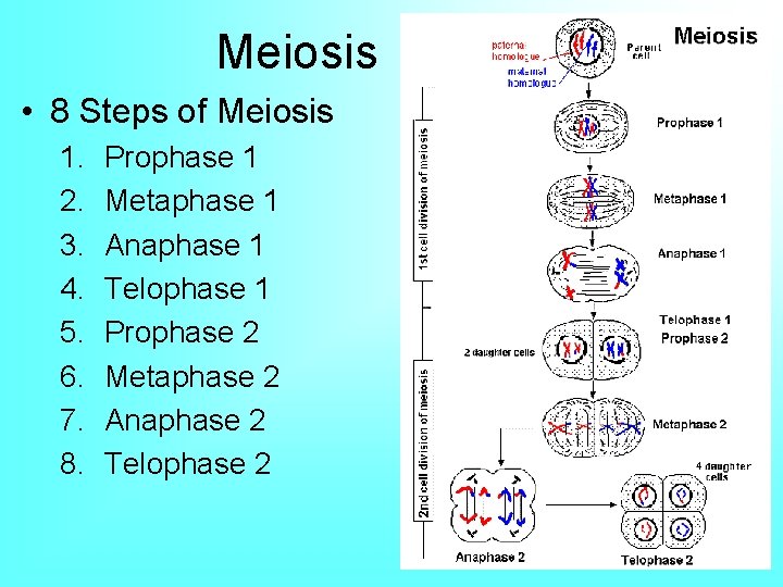 Meiosis • 8 Steps of Meiosis 1. 2. 3. 4. 5. 6. 7. 8.