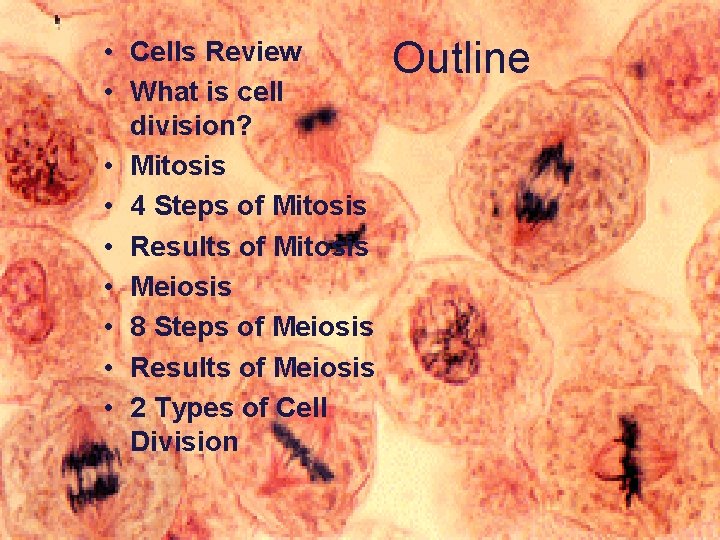  • Cells Review • What is cell division? • Mitosis • 4 Steps