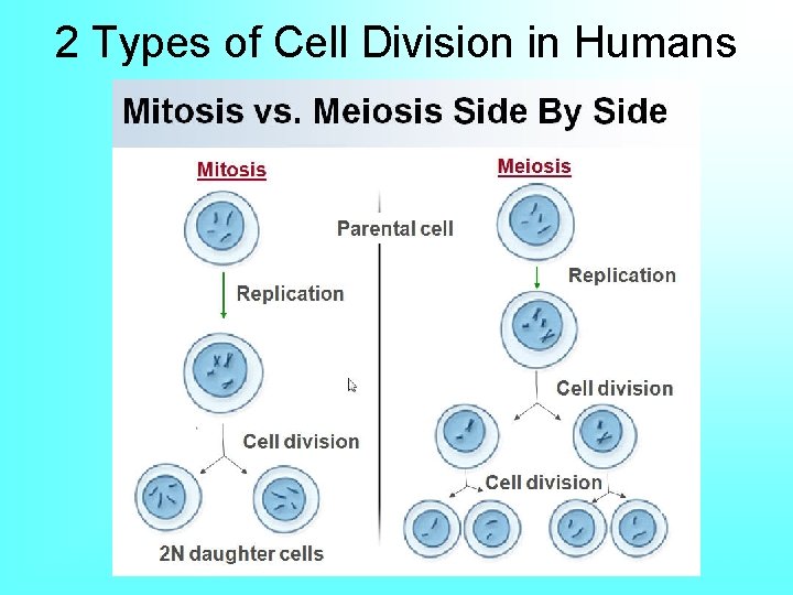 2 Types of Cell Division in Humans 