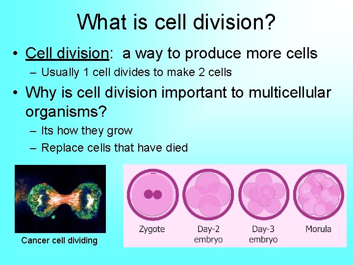 What is cell division? • Cell division: a way to produce more cells –