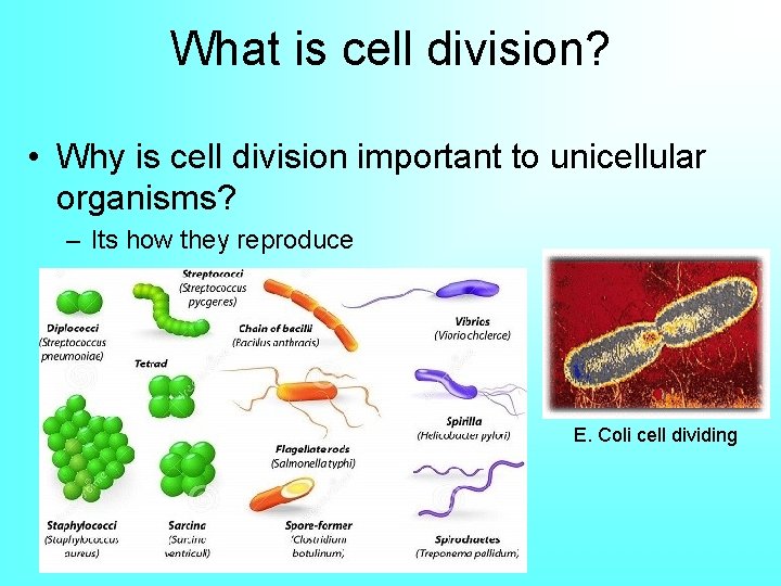 What is cell division? • Why is cell division important to unicellular organisms? –