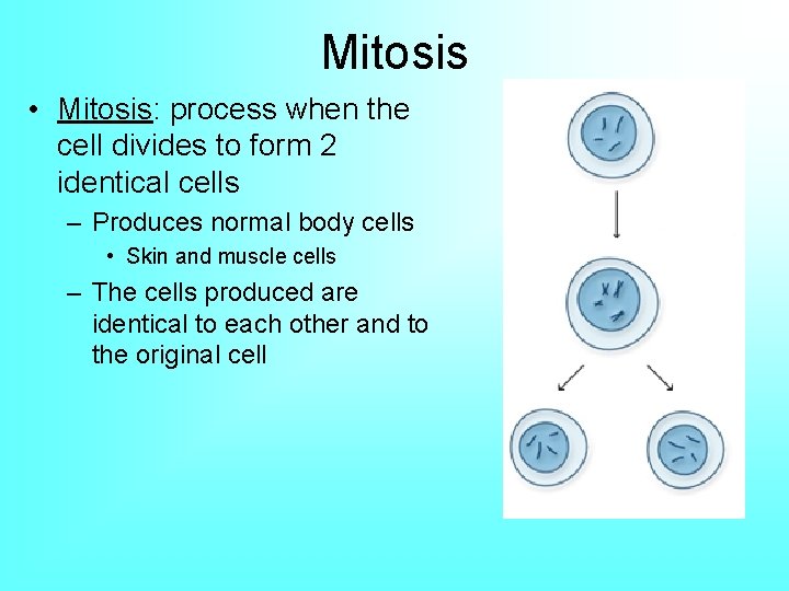 Mitosis • Mitosis: process when the cell divides to form 2 identical cells –