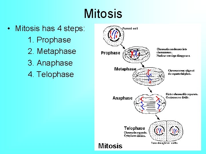 Mitosis • Mitosis has 4 steps: 1. Prophase 2. Metaphase 3. Anaphase 4. Telophase