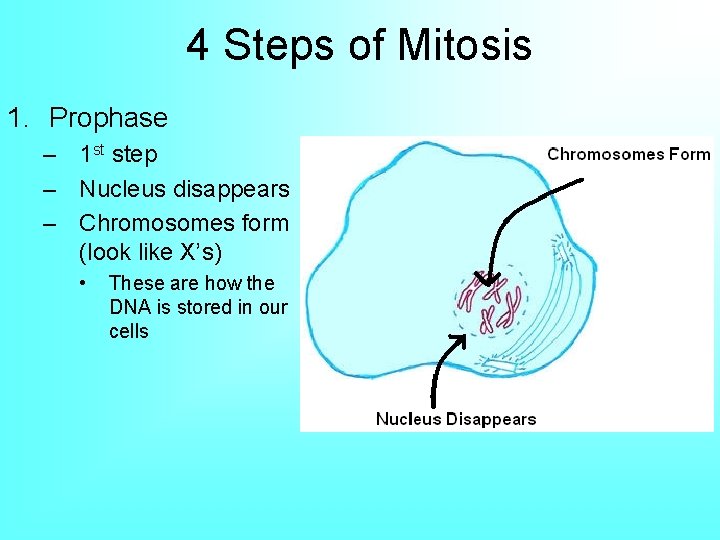 4 Steps of Mitosis 1. Prophase – 1 st step – Nucleus disappears –