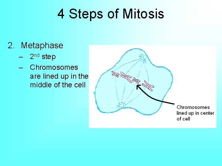 4 Steps of Mitosis 2. Metaphase – 2 nd step – Chromosomes are lined