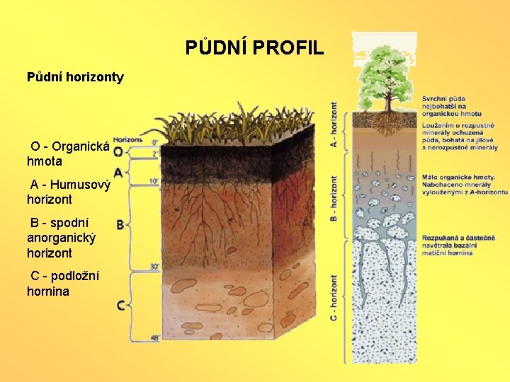 PŮDNÍ PROFIL Půdní horizonty O - Organická hmota A - Humusový horizont B -