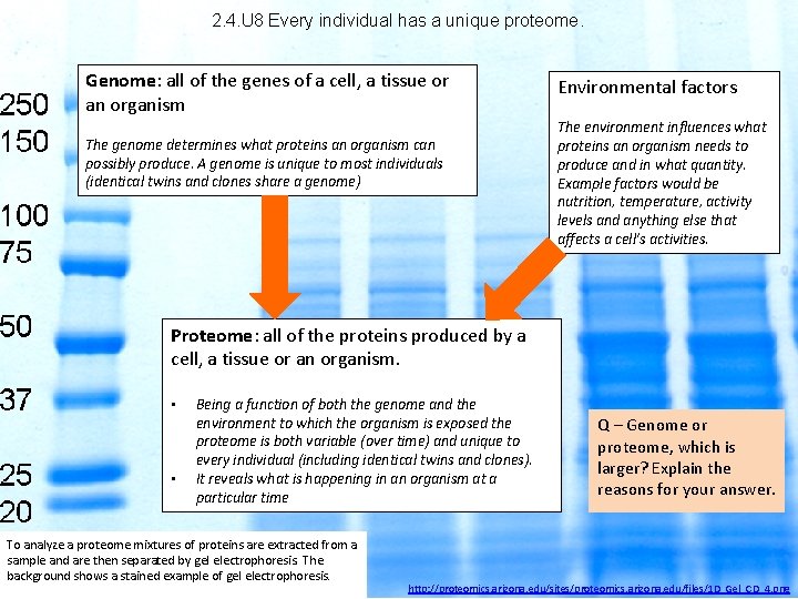 2. 4. U 8 Every individual has a unique proteome. Genome: all of the