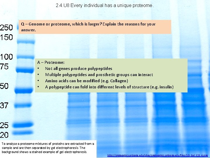 2. 4. U 8 Every individual has a unique proteome. Q – Genome or
