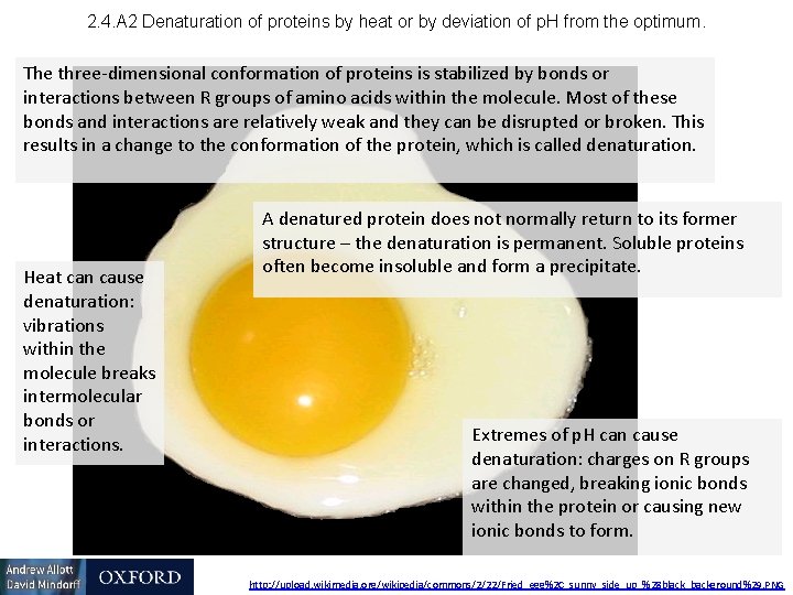 2. 4. A 2 Denaturation of proteins by heat or by deviation of p.