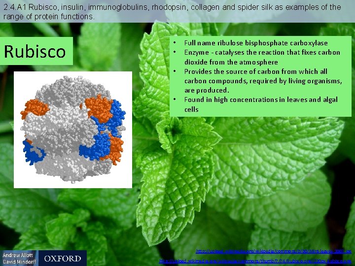 2. 4. A 1 Rubisco, insulin, immunoglobulins, rhodopsin, collagen and spider silk as examples