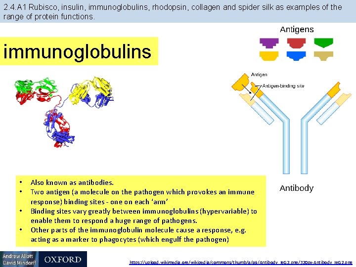 2. 4. A 1 Rubisco, insulin, immunoglobulins, rhodopsin, collagen and spider silk as examples