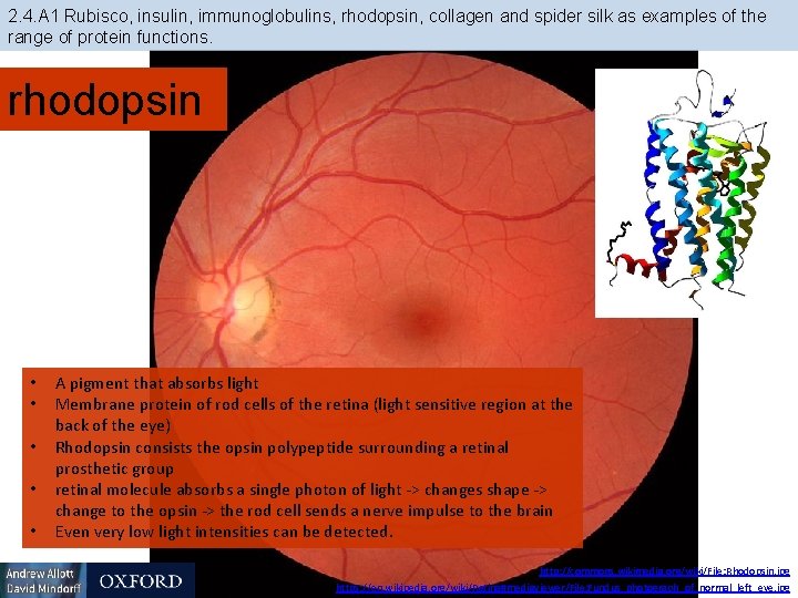 2. 4. A 1 Rubisco, insulin, immunoglobulins, rhodopsin, collagen and spider silk as examples