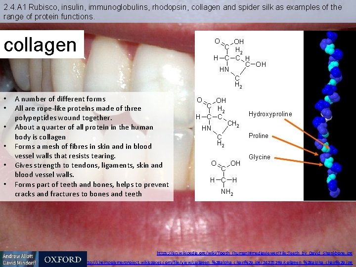 2. 4. A 1 Rubisco, insulin, immunoglobulins, rhodopsin, collagen and spider silk as examples