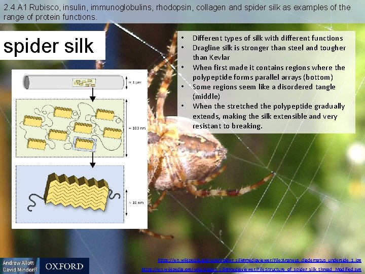 2. 4. A 1 Rubisco, insulin, immunoglobulins, rhodopsin, collagen and spider silk as examples