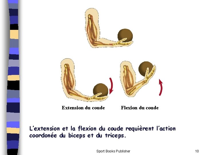 Extension du coude Flexion du coude L’extension et la flexion du coude requièrent l’action