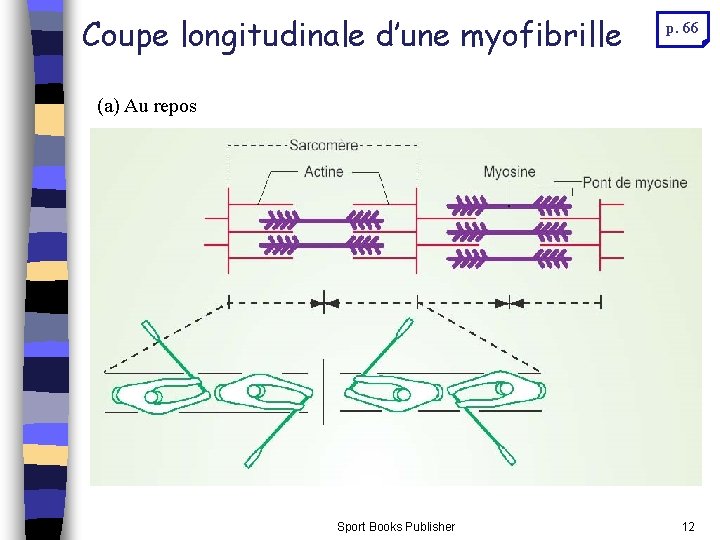 Coupe longitudinale d’une myofibrille p. 66 (a) Au repos Sport Books Publisher 12 