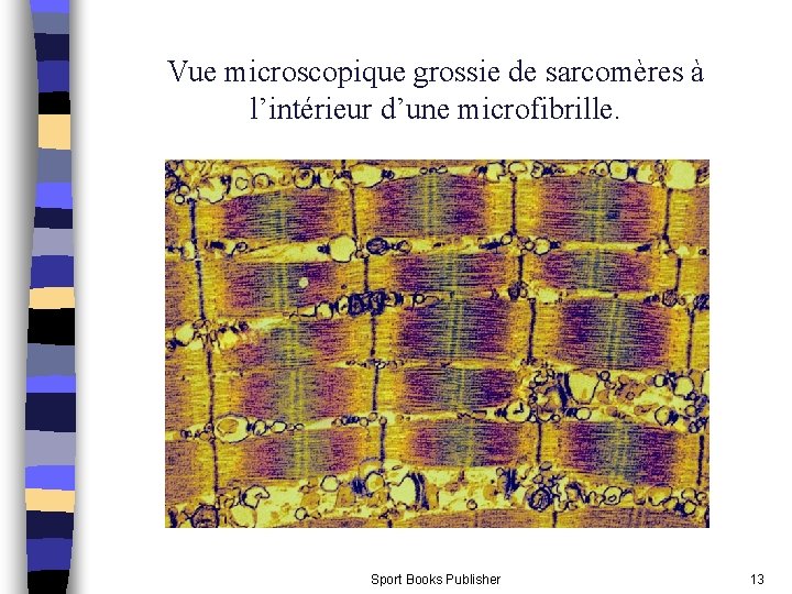 Vue microscopique grossie de sarcomères à l’intérieur d’une microfibrille. Sport Books Publisher 13 