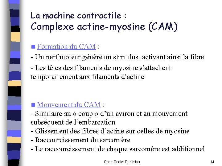 La machine contractile : Complexe actine-myosine (CAM) Formation du CAM : - Un nerf