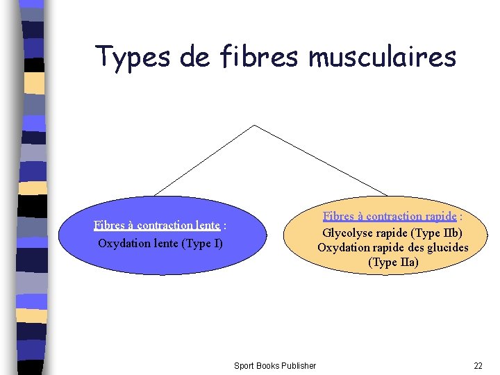 Types de fibres musculaires Fibres à contraction rapide : Glycolyse rapide (Type IIb) Oxydation