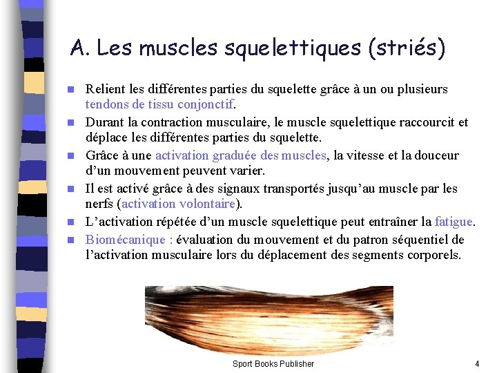 A. Les muscles squelettiques (striés) n n n Relient les différentes parties du squelette