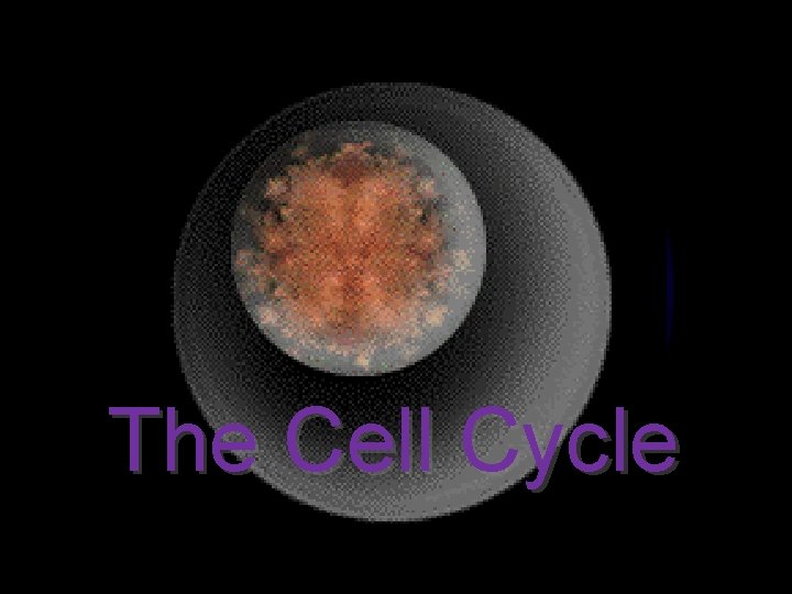 The Cell Cycle 1 