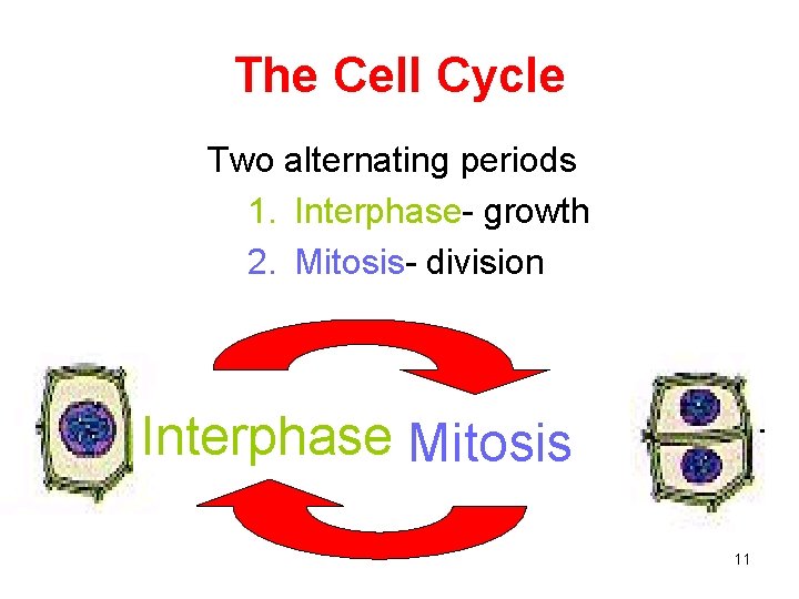 The Cell Cycle Two alternating periods 1. Interphase- growth 2. Mitosis- division Interphase Growth