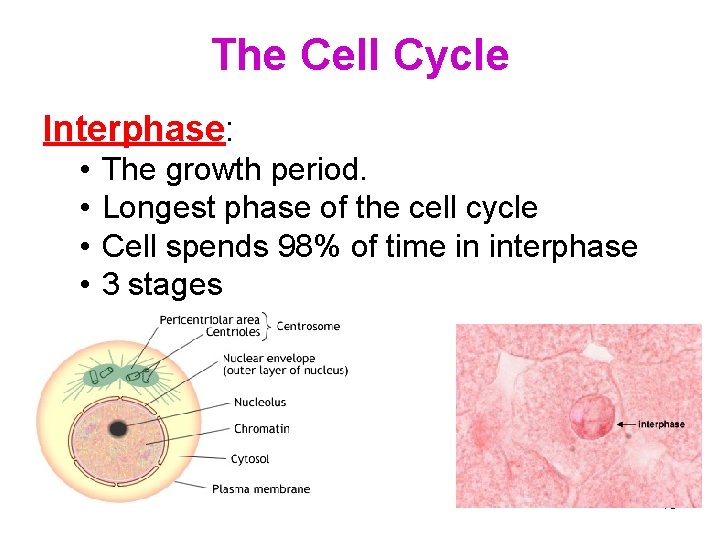 The Cell Cycle Interphase: • • The growth period. Longest phase of the cell