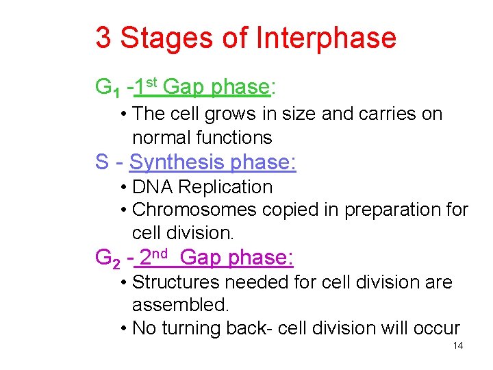 3 Stages of Interphase G 1 -1 st Gap phase: • The cell grows