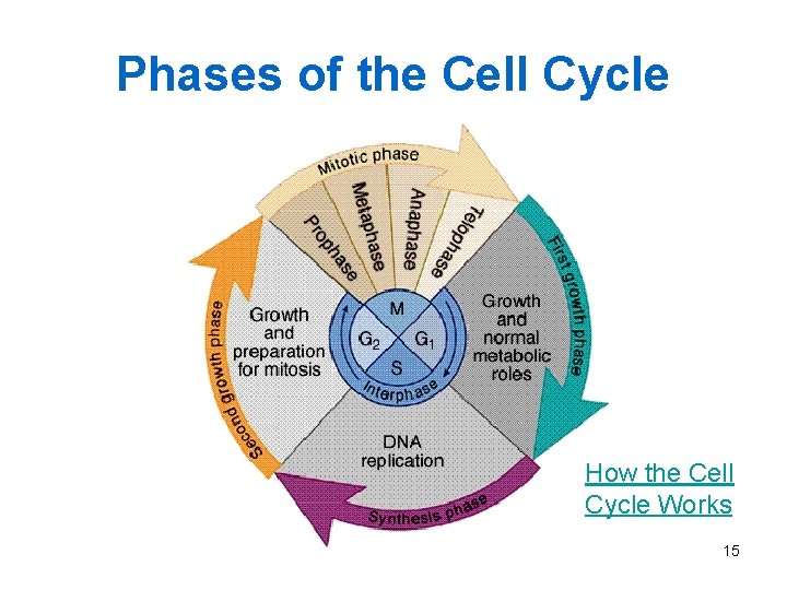 Phases of the Cell Cycle How the Cell Cycle Works 15 