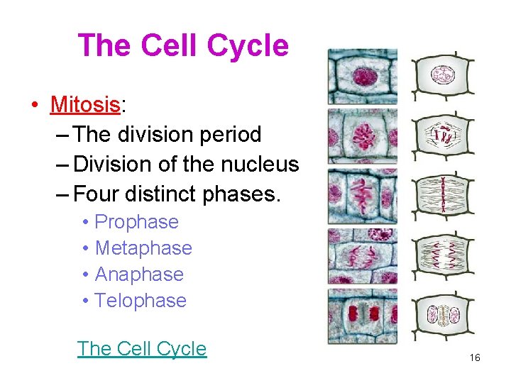 The Cell Cycle • Mitosis: – The division period – Division of the nucleus