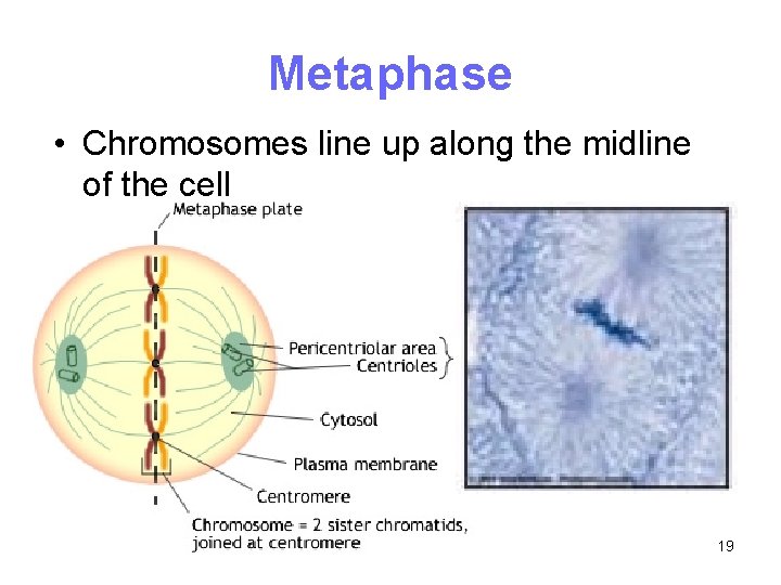 Metaphase • Chromosomes line up along the midline of the cell 19 