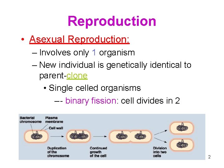 Reproduction • Asexual Reproduction: – Involves only 1 organism – New individual is genetically