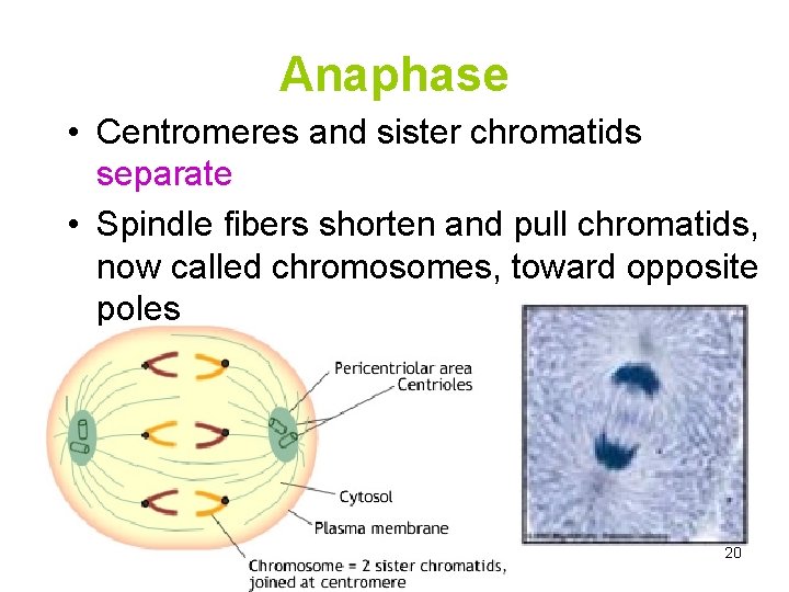 Anaphase • Centromeres and sister chromatids separate • Spindle fibers shorten and pull chromatids,