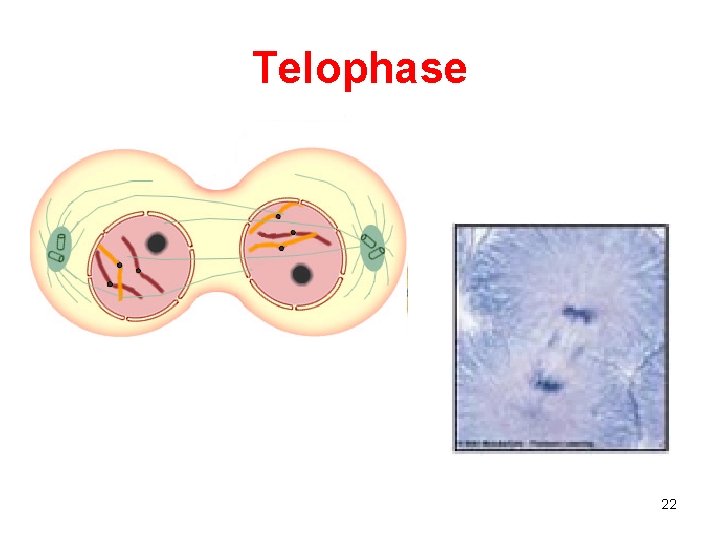 Telophase 22 