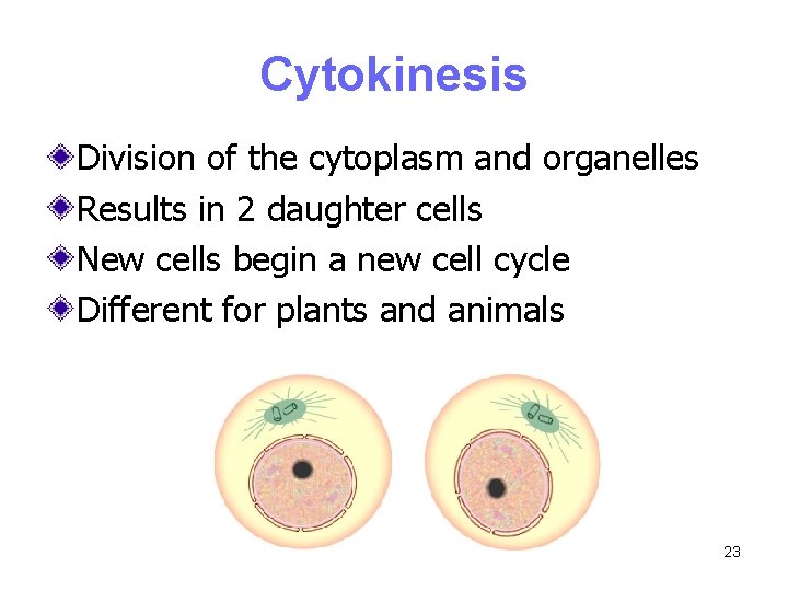 Cytokinesis Division of the cytoplasm and organelles Results in 2 daughter cells New cells