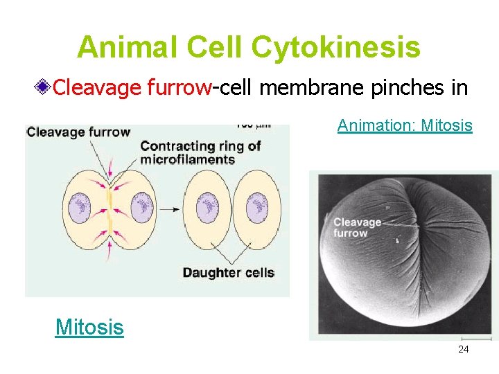 Animal Cell Cytokinesis Cleavage furrow-cell membrane pinches in Animation: Mitosis 24 