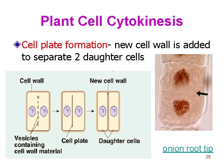 Plant Cell Cytokinesis Cell plate formation- new cell wall is added to separate 2