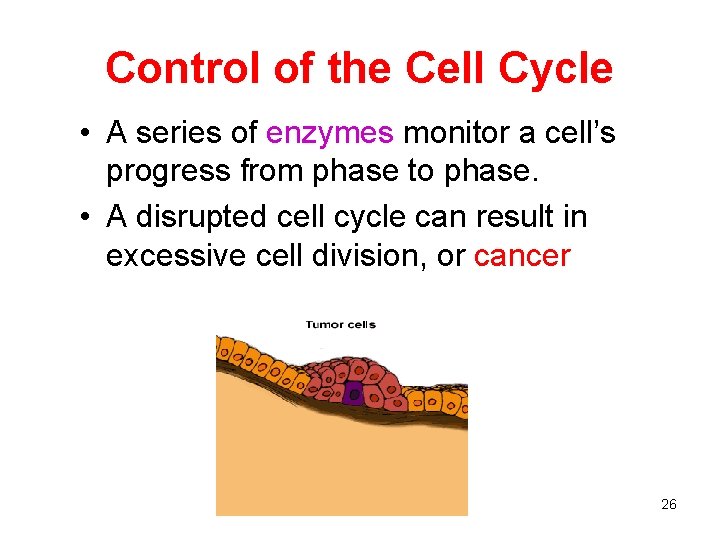 Control of the Cell Cycle • A series of enzymes monitor a cell’s progress