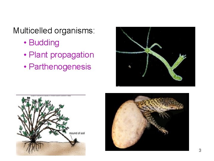 Multicelled organisms: • Budding • Plant propagation • Parthenogenesis 3 