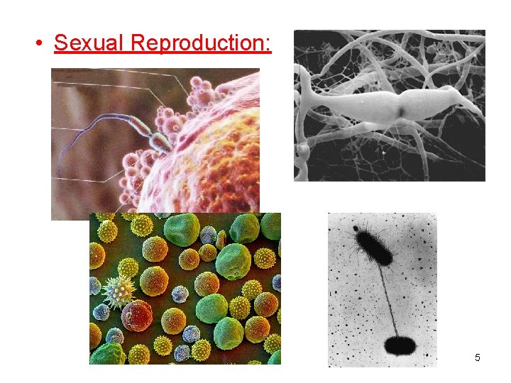  • Sexual Reproduction: 5 