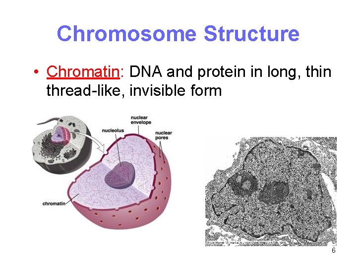 Chromosome Structure • Chromatin: DNA and protein in long, thin thread-like, invisible form 6