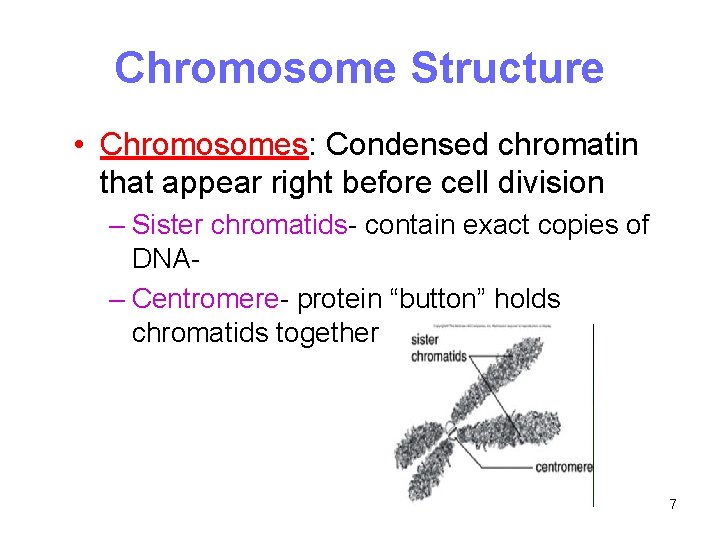 Chromosome Structure • Chromosomes: Condensed chromatin that appear right before cell division – Sister