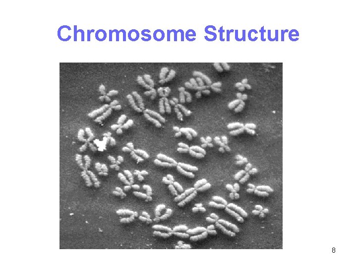 Chromosome Structure 8 