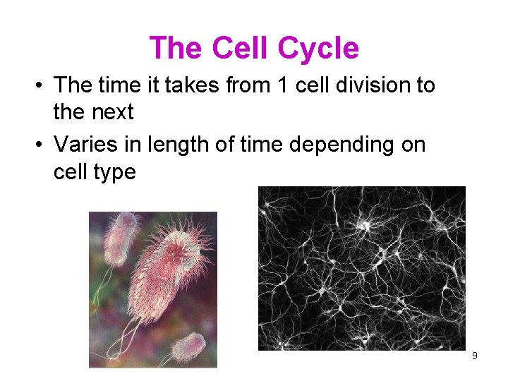 The Cell Cycle • The time it takes from 1 cell division to the
