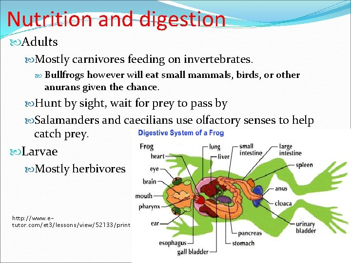 Nutrition and digestion Adults Mostly carnivores feeding on invertebrates. Bullfrogs however will eat small