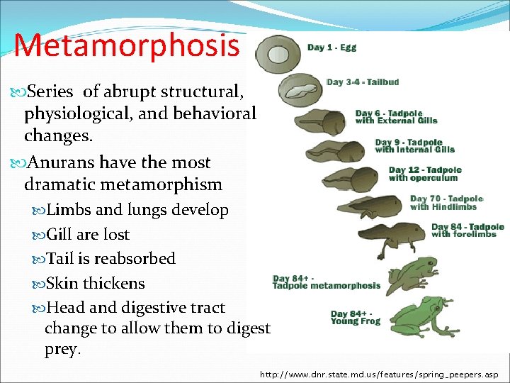 Metamorphosis Series of abrupt structural, physiological, and behavioral changes. Anurans have the most dramatic