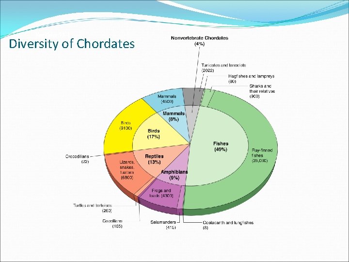 Section 33 -1 Diversity of Chordates 