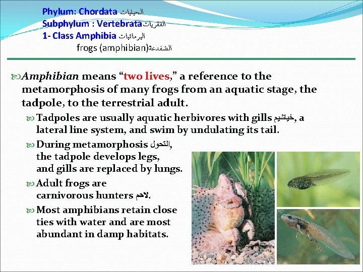 Phylum: Chordata ﺍﻟﺤﺒﻠﻴﺎﺕ Subphylum : Vertebrata ﺍﻟﻔﻘﺮﻳﺎﺕ 1 - Class Amphibia ﺍﻟﺒﺮﻣﺎﺋﻴﺎﺕ frogs (amphibian)