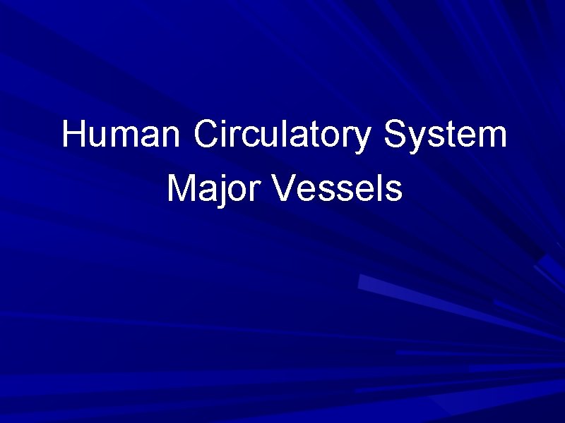 Human Circulatory System Major Vessels 